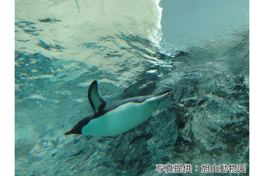 ทัวร์ 1 วัน ฮอกไกโด : TJT-COB-C Asahiyama Zoo