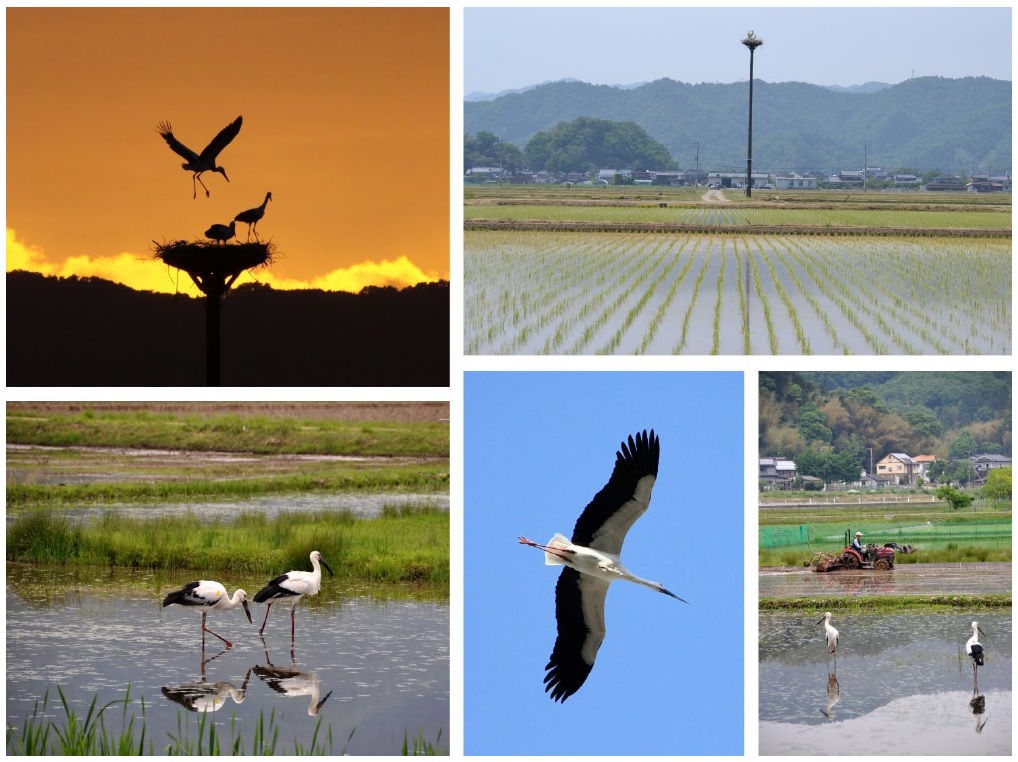 นกกระสาแห่งชนบทของคิโนซากิ (The Storks of Kinosaki’s Countryside)