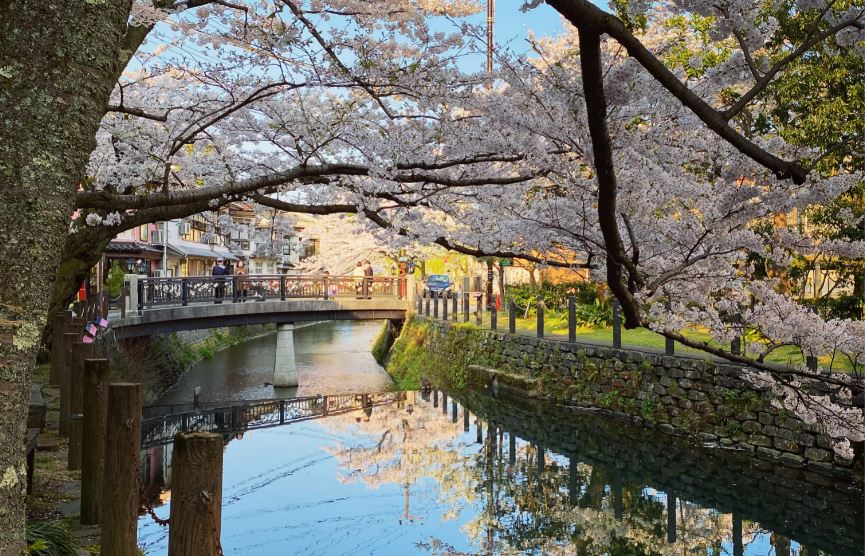 ซากุระ ใน คิโนซากิ ออนเซ็น (Cherry Blossoms in Kinosaki Onsen)
