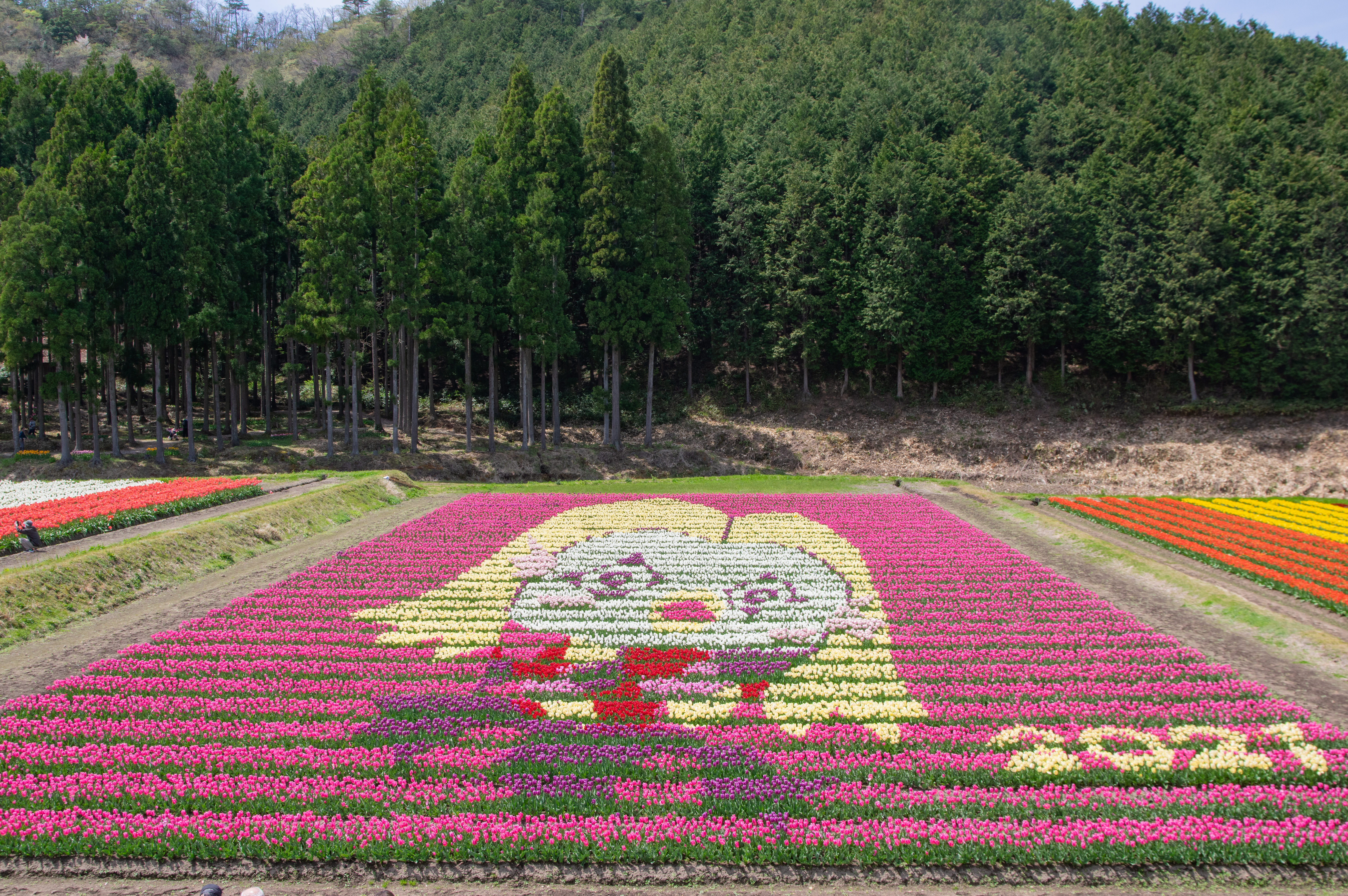 ดอกทิวลิปหนึ่งล้านดอก (One Million Tulips)
